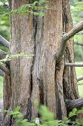 《饿狼传说：狼之城》“狮鹫假面”角色预告 正义的蒙面摔跤手